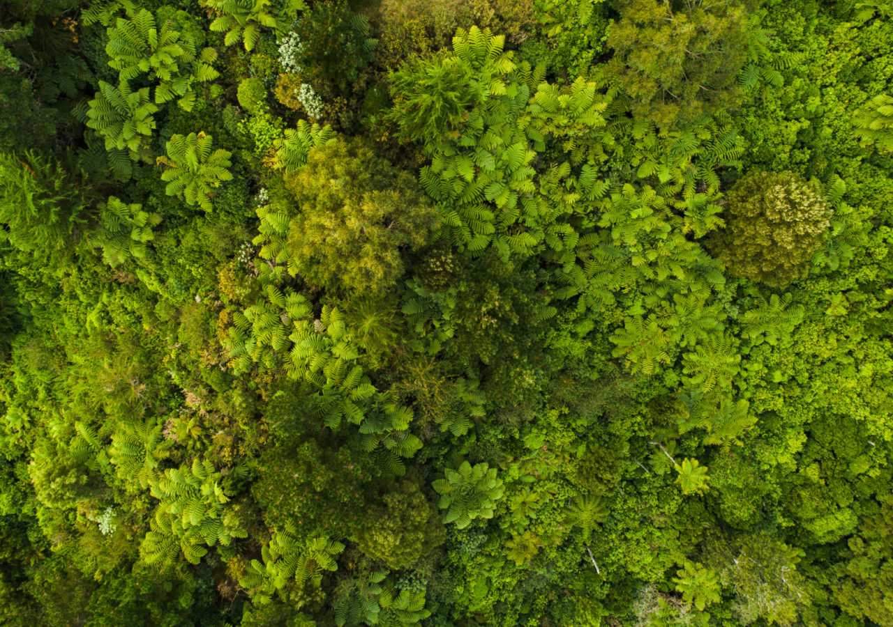 Image of greenery from above.