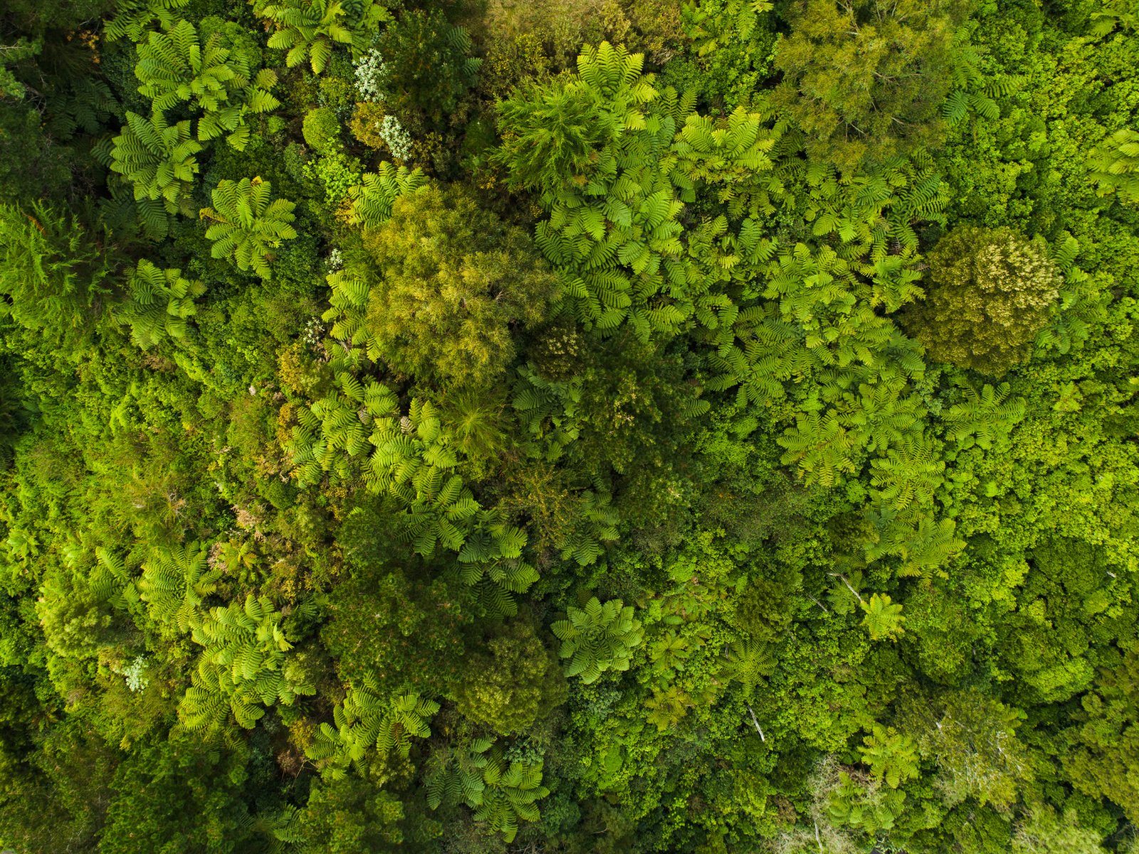 Image of greenery from above.